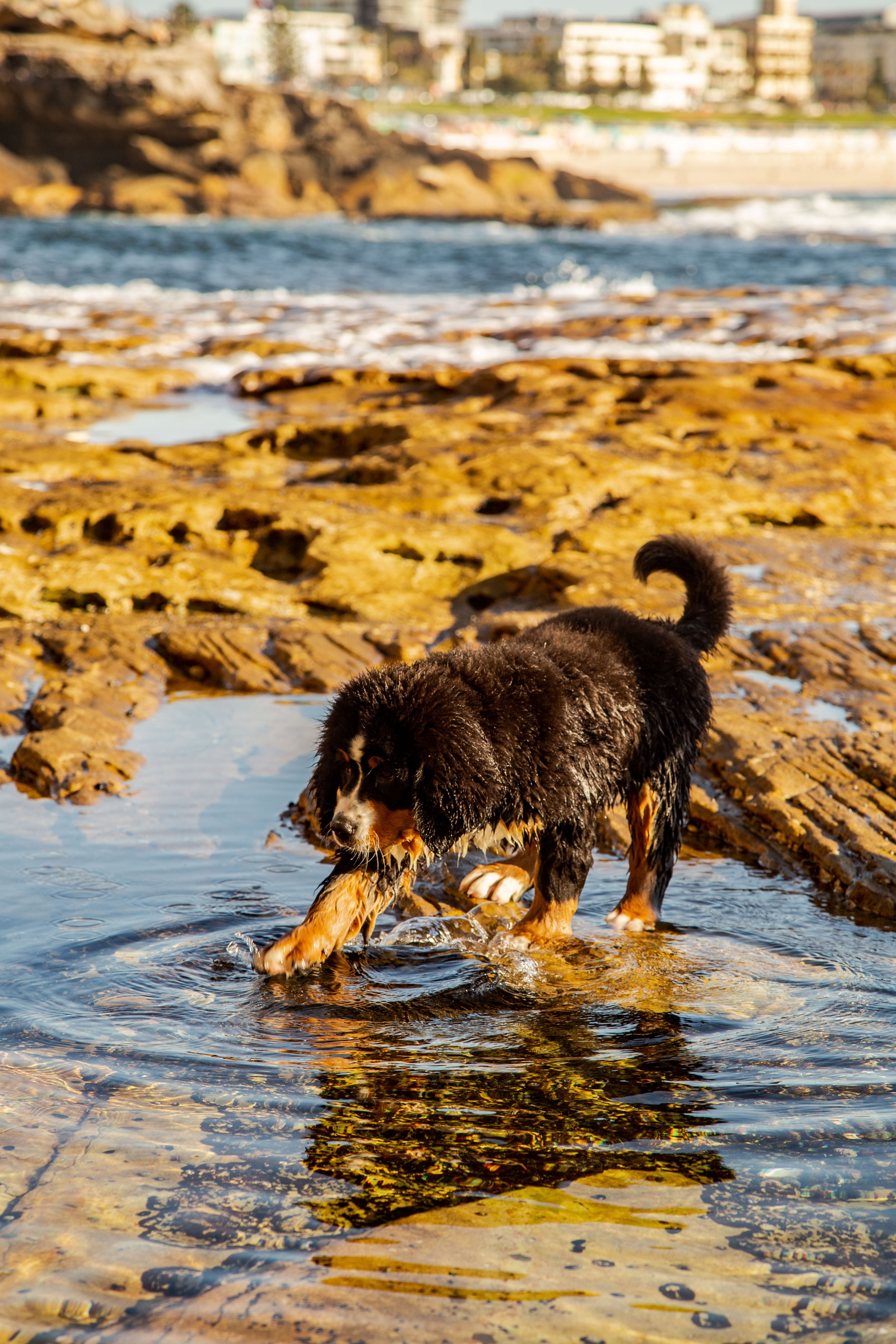 Bernie the Bernese mountain dog. Bondi Beach. Dog photography by @BondiPupperazzi